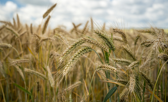 Lifetime Oats Farming Investment
